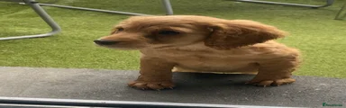 Cockapoo 