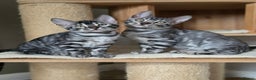 Bengal cats for sale: Gorgeous Silver and Charcoal Bengals  - Advert 2