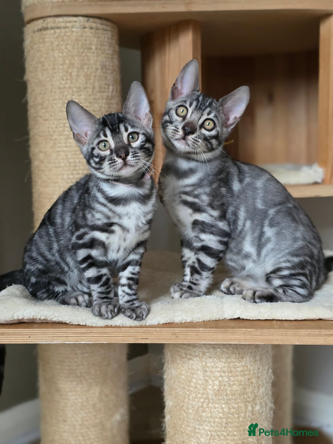 Bengal cats for sale: Gorgeous Silver and Charcoal Bengals  - Advert 2