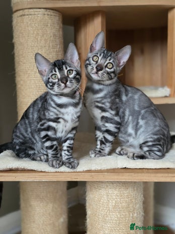 Bengal cats - Advert 3