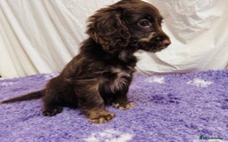 Cockapoo dogs for sale: Chocolate Merle Cockapoo Babies 🐾🐾🐾 - Image 11