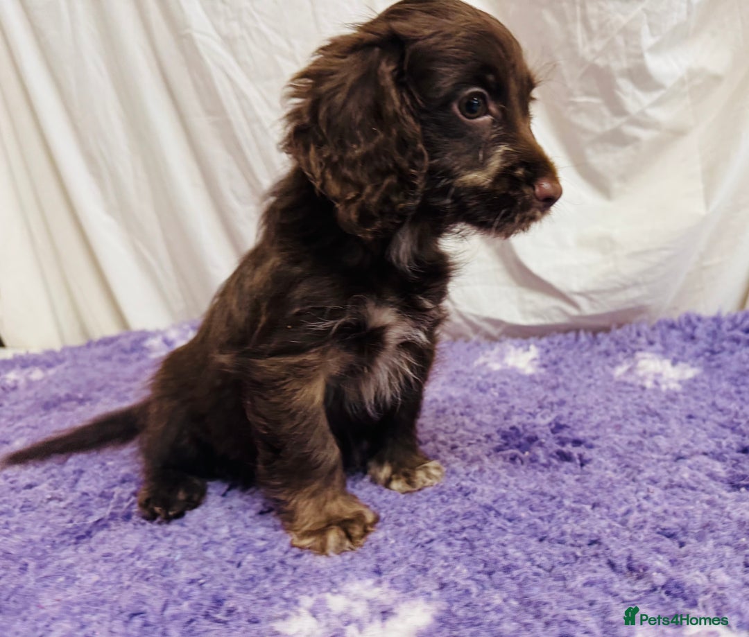 Cockapoo dogs for sale: Chocolate Merle Cockapoo Babies 🐾🐾🐾 - Image 11
