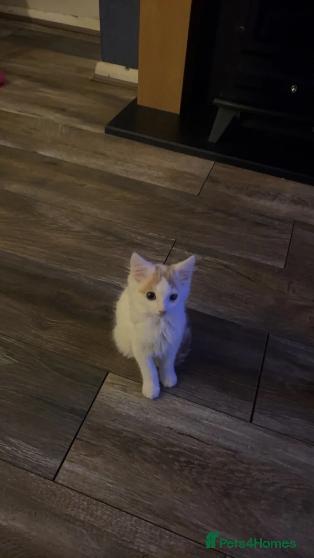 Mixed Breed cats for sale: Kitten looking for loving forever home  - Advert 2