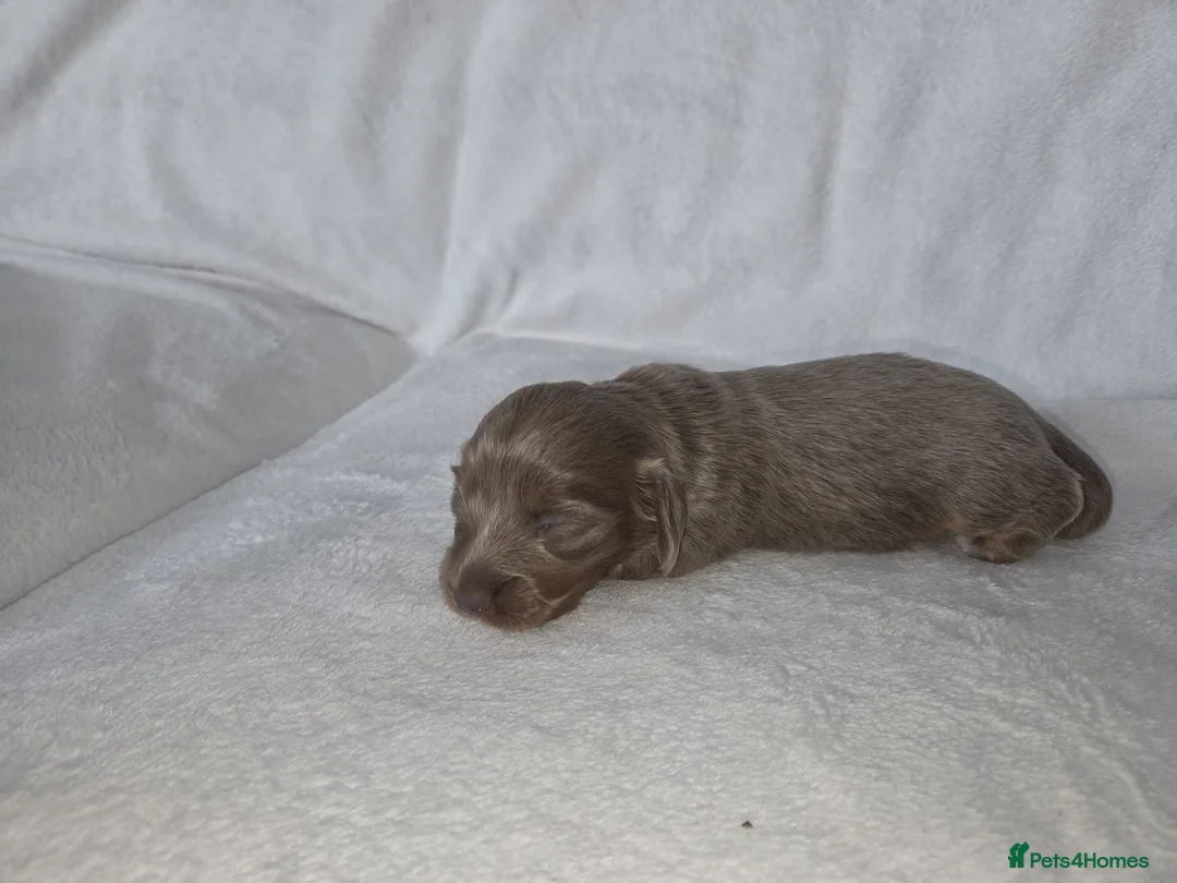 Miniature Dachshund dogs for sale: True long haired miniature dachshund for sale in Cardiff - Advert 2