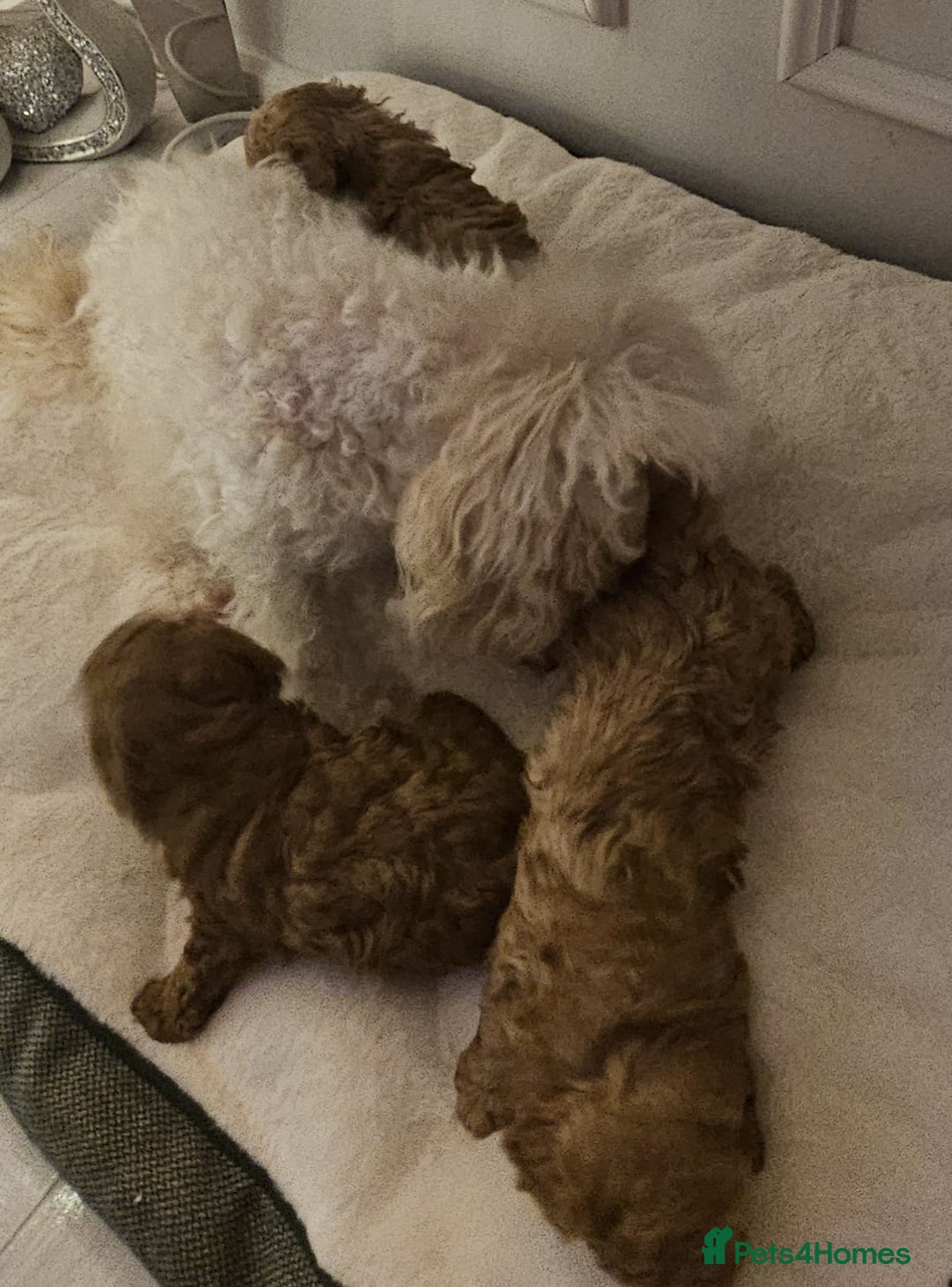 Toy Poodle dogs for sale: KC REG HEALTH TESTED TOY POODLE  - Advert 7