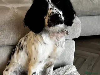 Sprocker dogs 10 month old Sprocker - Advert 14