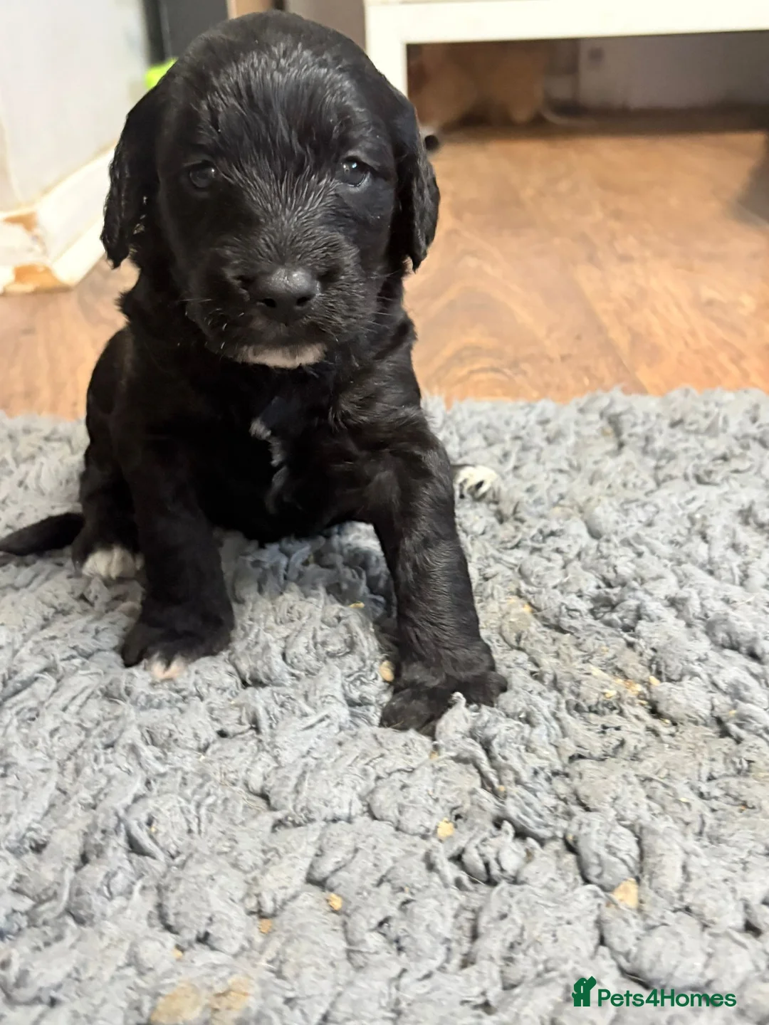 Mixed Breed dogs for sale: Eight cockapoo mix in Slough - Advert 5