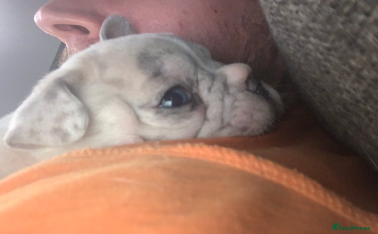 French Bulldog dogs - Advert 5