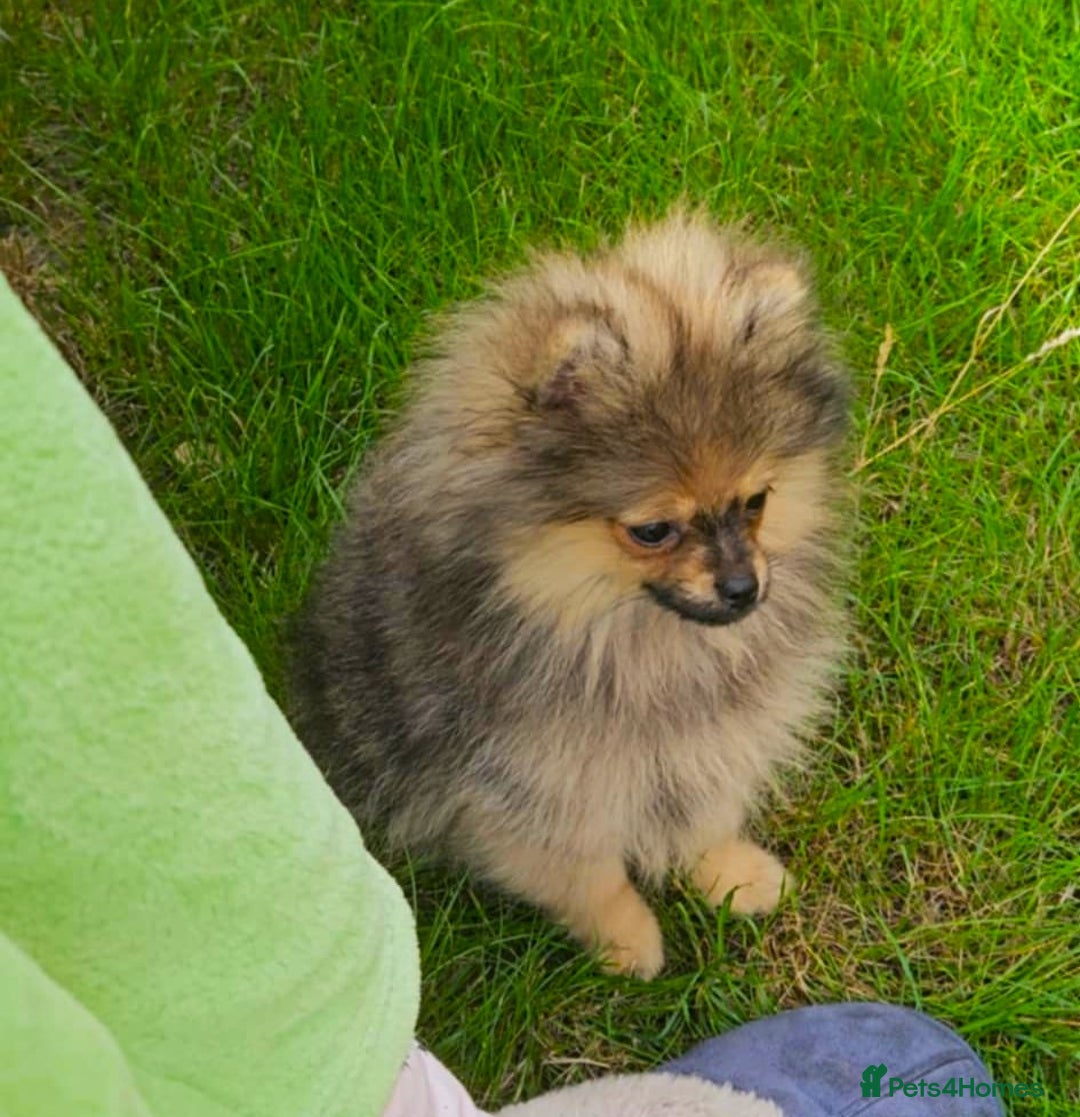 Pomeranian dogs for sale: READY NOW FULLY VACCINATED KC POMERANIAN PUPPY - Image 4