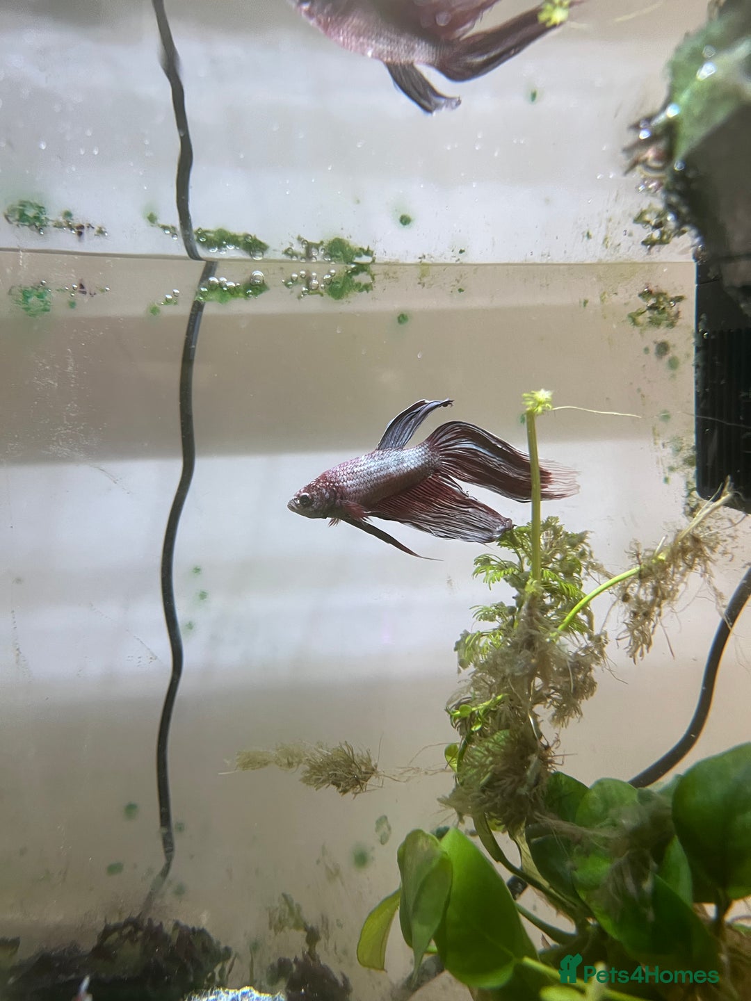 Tetras fish for sale: Aquarium with betta fish +2 neon tetras - Advert 2