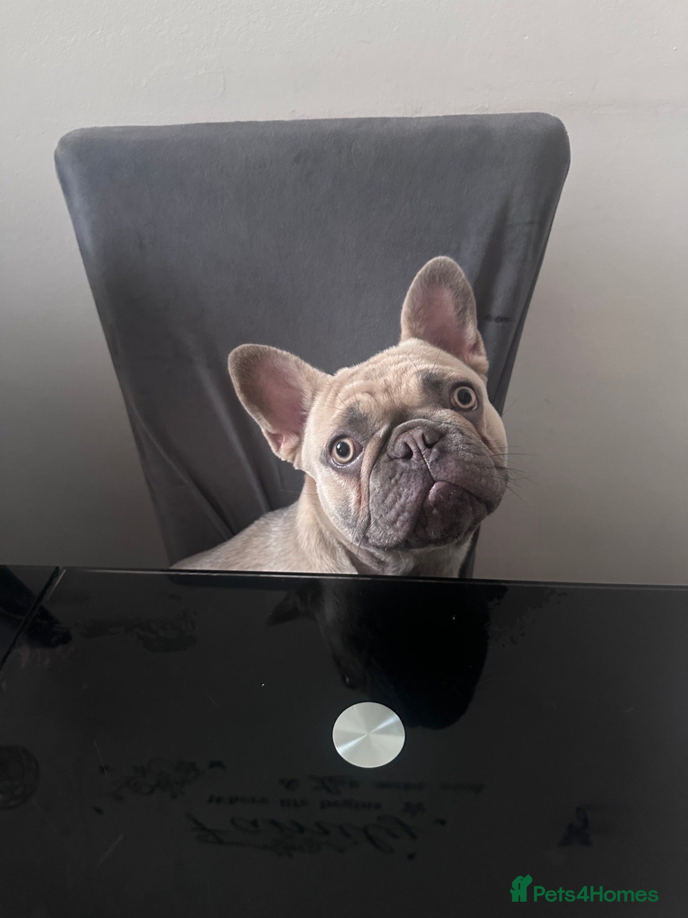 French Bulldog dogs Masha - Advert 12
