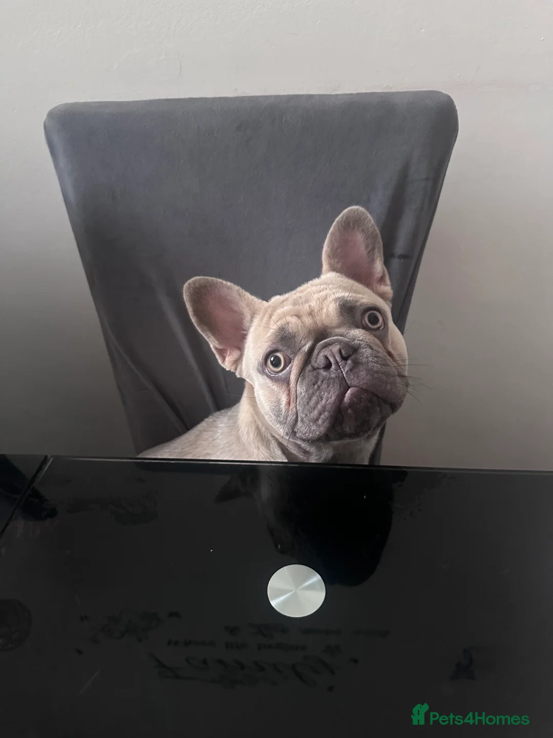 French Bulldog dogs for sale: Masha - Advert 1