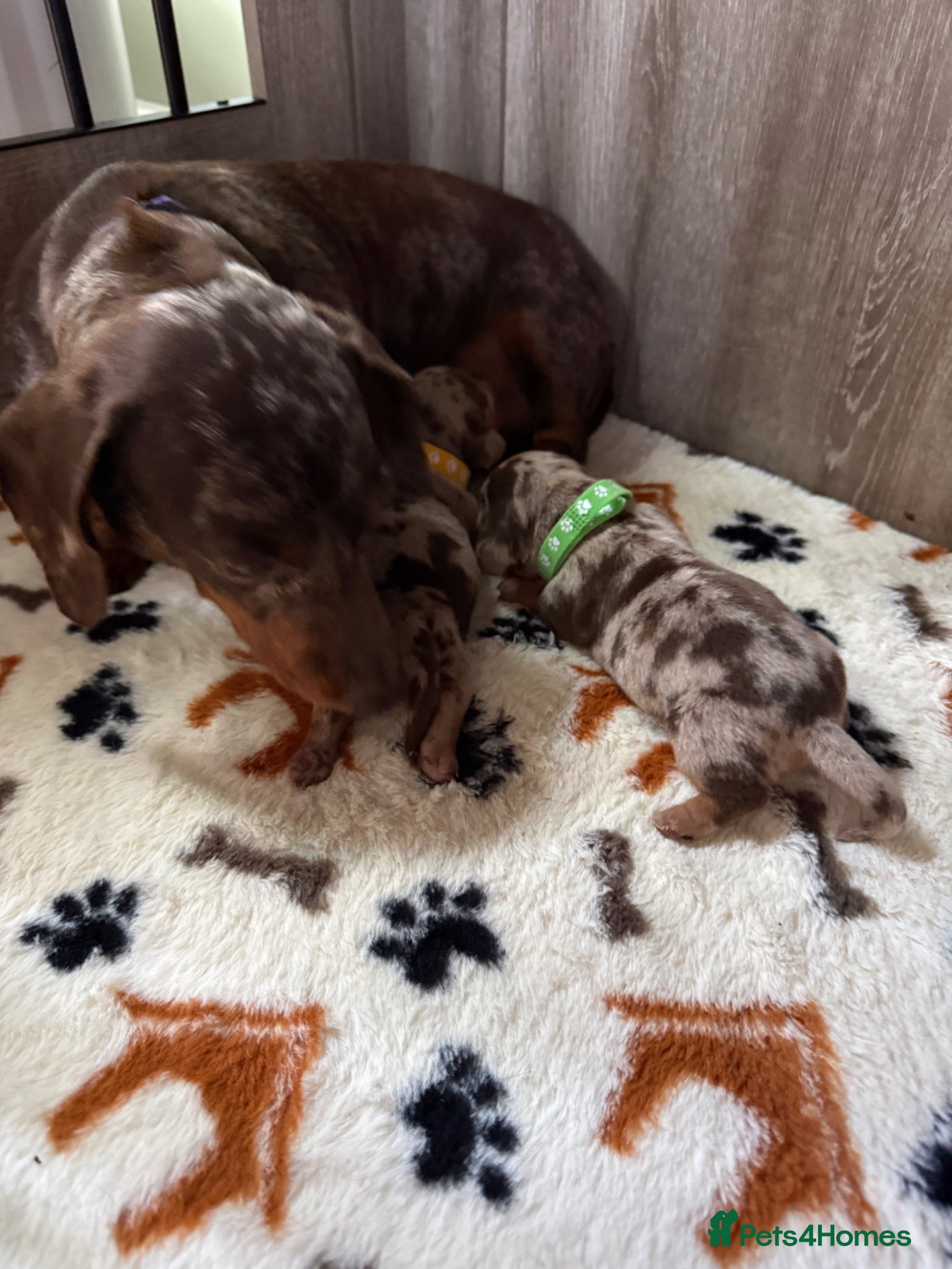 Miniature Dachshund dogs Two beautiful miniature dachshund marble puppies  - Advert 2