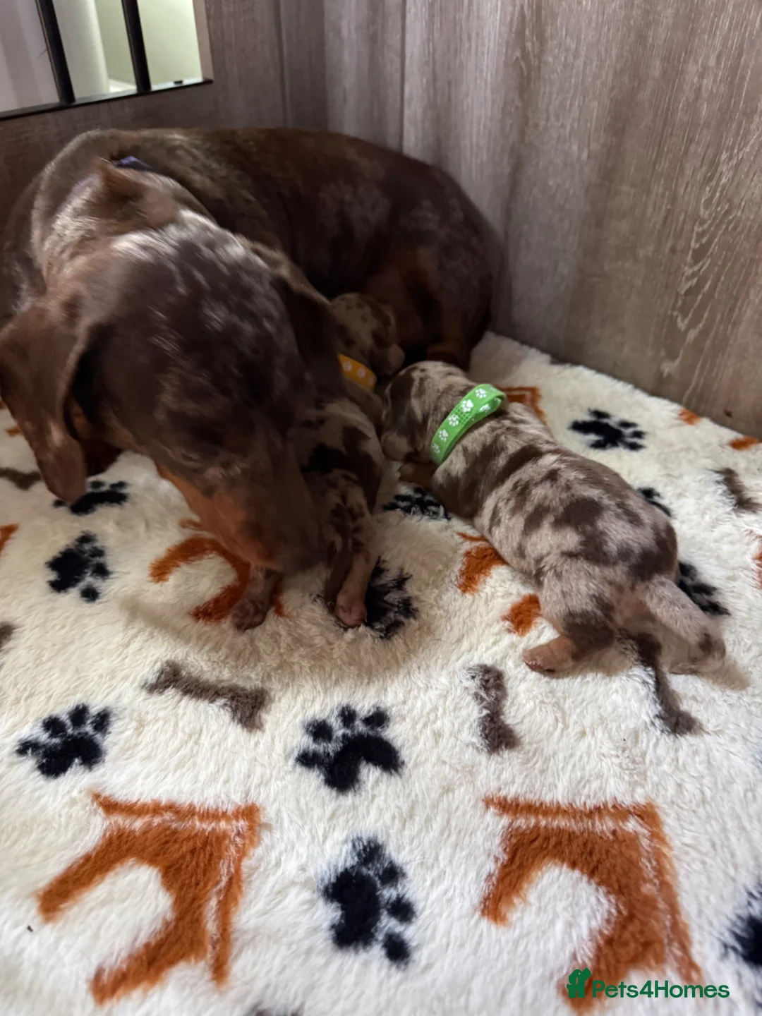 Miniature Dachshund dogs for sale: Two beautiful miniature dachshund marble puppies  - Advert 2
