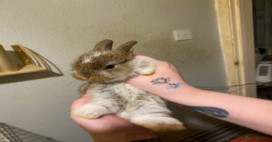 Netherland Dwarf rabbits - Advert 13