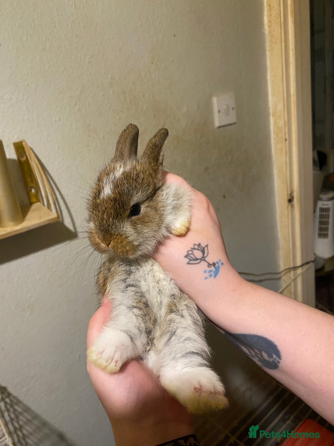 Netherland Dwarf rabbits for sale: Netherland Dwarf / Minilop  - Image 3