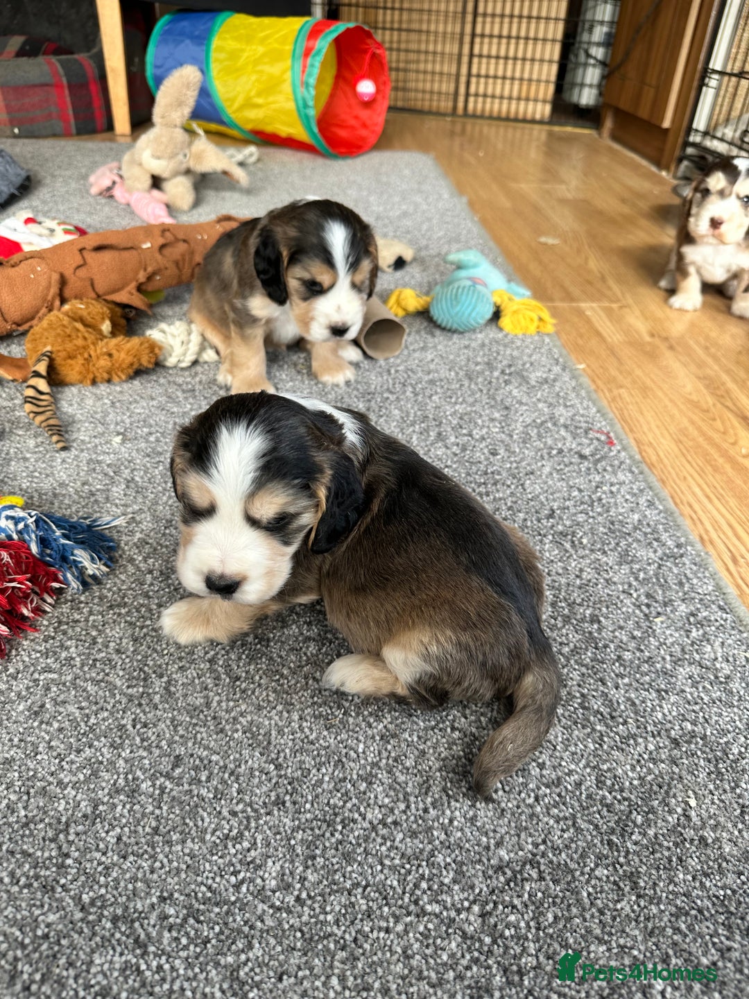 Cocker Spaniel dogs for sale: Beautiful sable puppies - Image 18