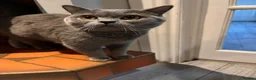 British Shorthair cats for sale: British shorthair kitten  - Advert 6