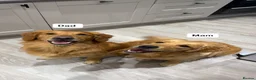 Golden Retriever dogs for sale: Golden retriever puppies  - Advert 8