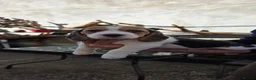 Beagle dogs for sale: 🐾Beautiful Beagle Puppies For Sale!🐶💕 - Advert 14