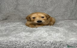 Golden Retriever dogs for sale: Beautiful chunky golden retriever’s  - Image 4