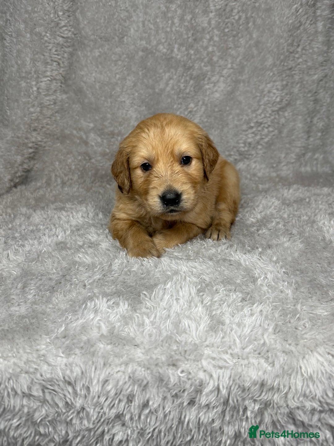 Golden Retriever dogs for sale: Beautiful chunky golden retriever’s  - Image 4