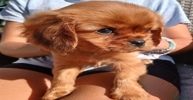 Cavalier King Charles Spaniel dogs - Advert 13