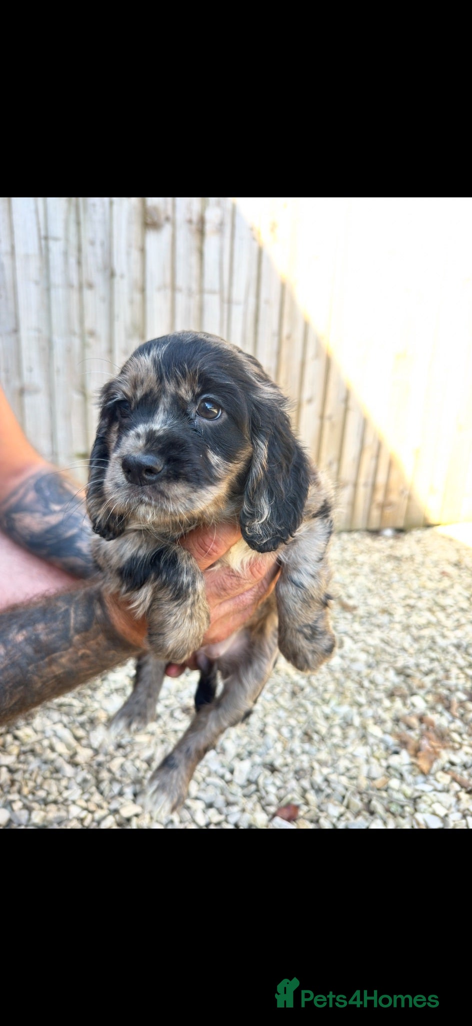 Cocker Spaniel dogs Stunning unique kc working cocker spaniel puppies  - Advert 2
