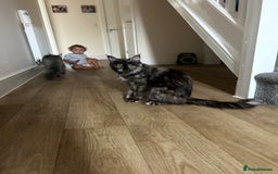 Maine Coon cats for sale: 3/4 mainecoon kittens polydactyl  - Image 20