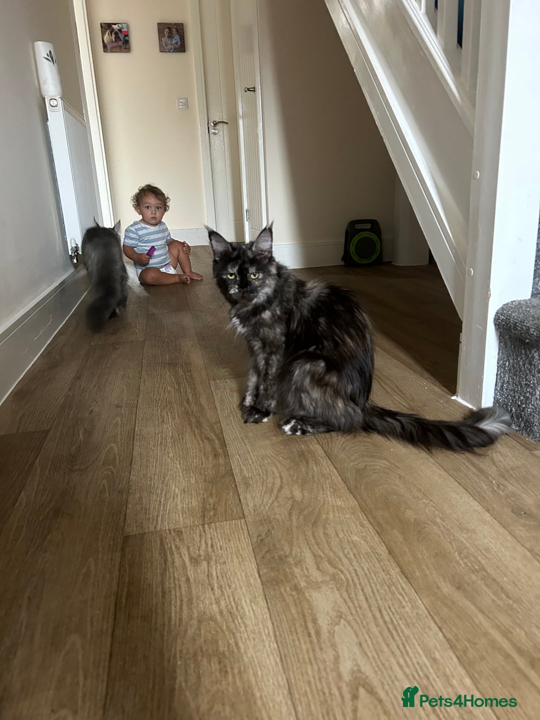 Maine Coon cats for sale: 3/4 mainecoon kittens polydactyl  - Image 20