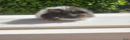 Guinea Pig rodents for sale: Baby male swiss guinea pigs  - Advert 8