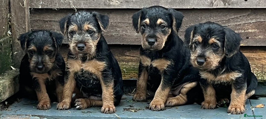 Mixed Breed dogs for sale: Lakeland x Russell puppies - Image 1
