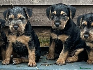 Mixed Breed dogs for sale - Advert 1