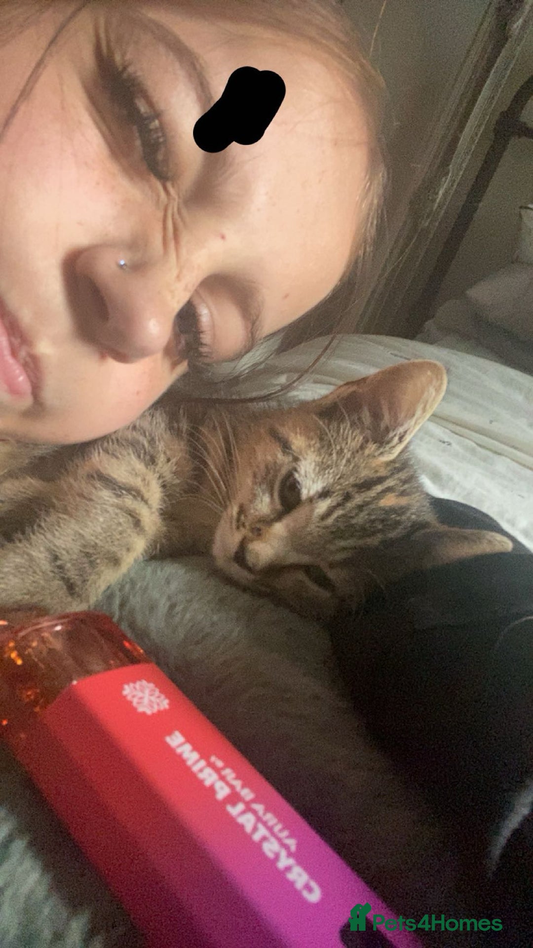 Bengal cats for sale: Beautiful baby bengal girl  - Advert 15