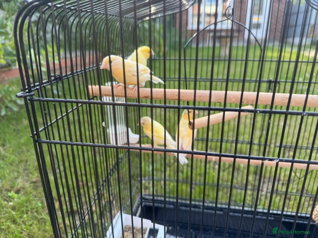 Canaries birds for sale: Canary Family of 4 in Derby - Advert 3