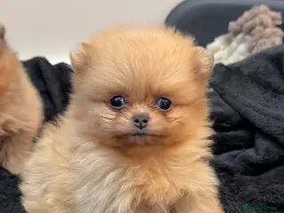 Pomeranian dogs TEDDY FACED GIRL - Advert 20