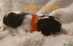 Cavalier King Charles Spaniel dogs for sale: Health tested Cavalier King Charles  - Image 11