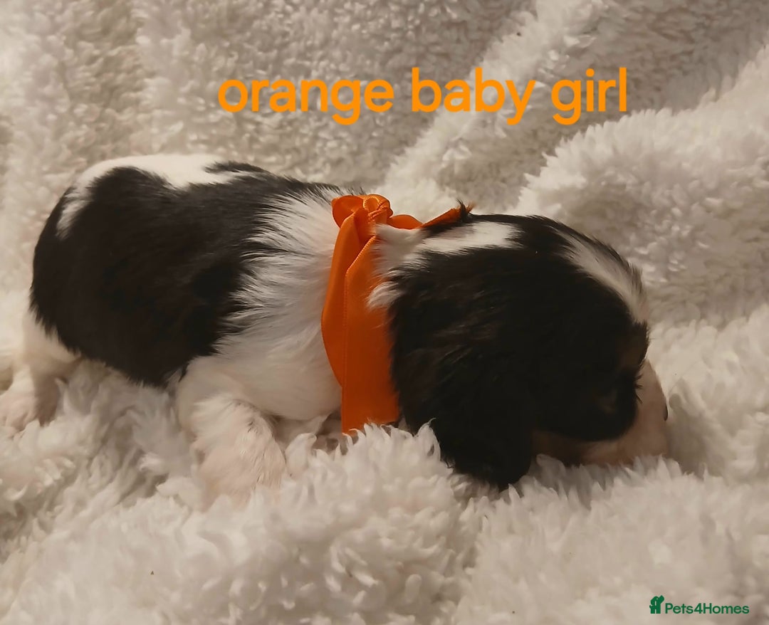 Cavalier King Charles Spaniel dogs for sale: Health tested Cavalier King Charles  - Image 11