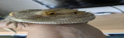 Bearded Dragon reptiles for sale: Looking for good homes. - Advert 6