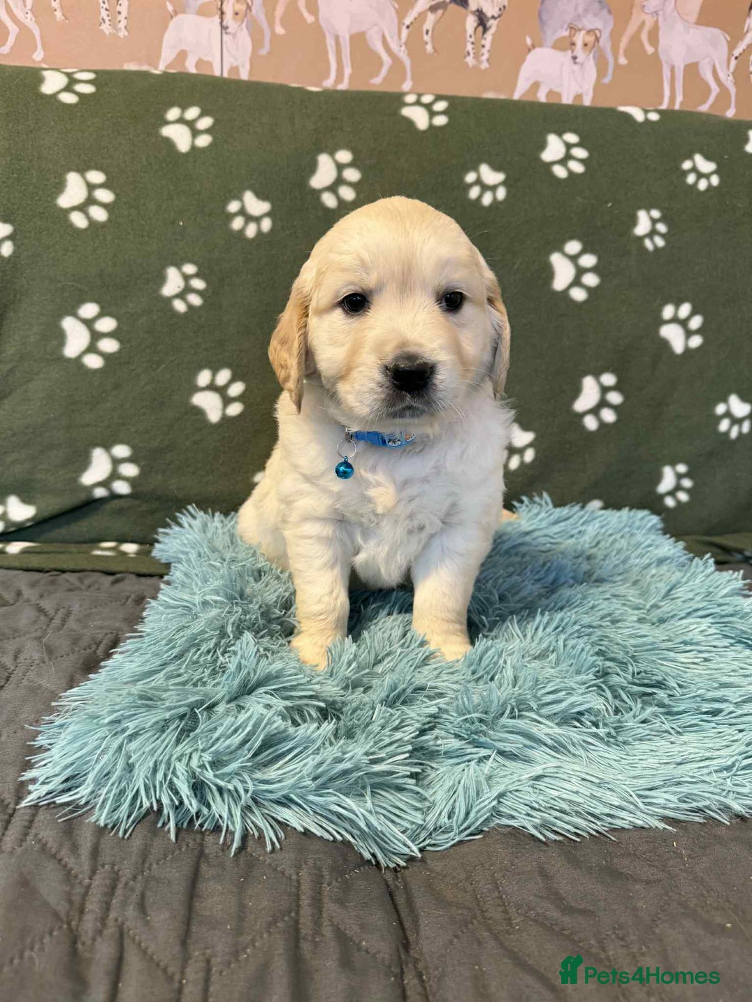 Golden Retriever dogs for sale: Stunning health tested Golden Retriever Puppies  - Advert 34