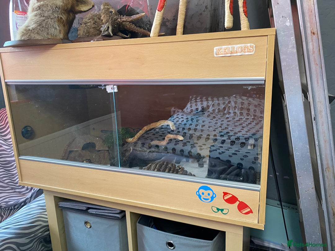 Corn Snake reptiles for sale: Cornsnake looking for new home  - Image 3