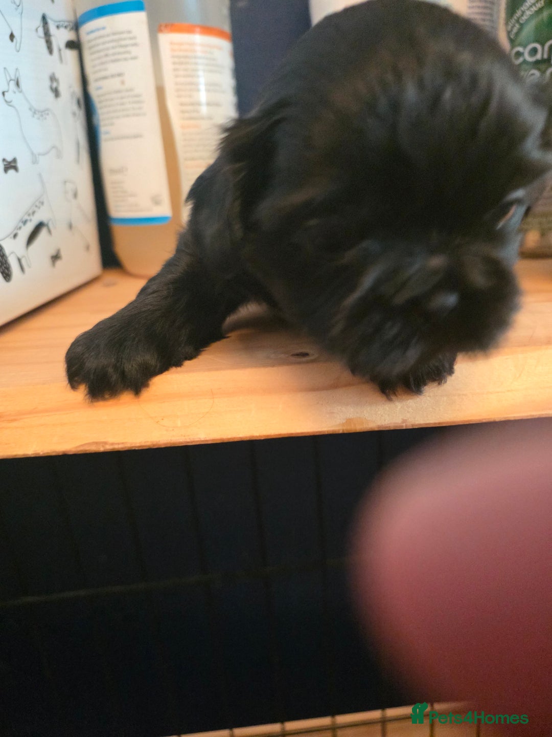 Shih Tzu dogs for sale: Shihtzu puppies - Image 6