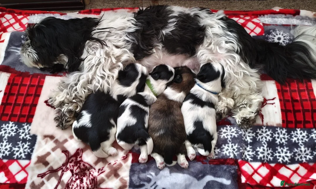 Shih Tzu dogs for sale: Pure Shih Tzu Puppies  - Advert 1