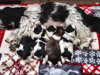 Shih Tzu dogs Pure Shih Tzu Puppies - Advert 1