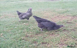 Hens poultry for sale: Point of lay pullets - Image 2