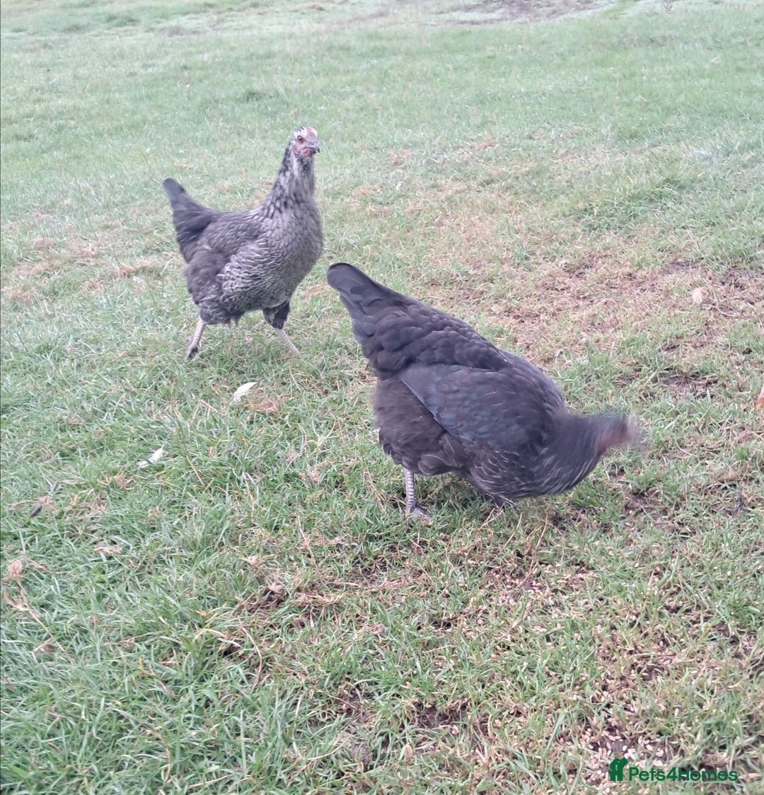 Hens poultry for sale: Point of lay pullets - Image 2