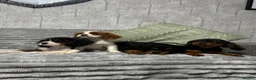 Cavalier King Charles Spaniel dogs for sale: KC Registered Health Tested CKCS Puppies - Advert 11