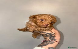 Shihpoo dogs for sale: Shihpoo - Image 2
