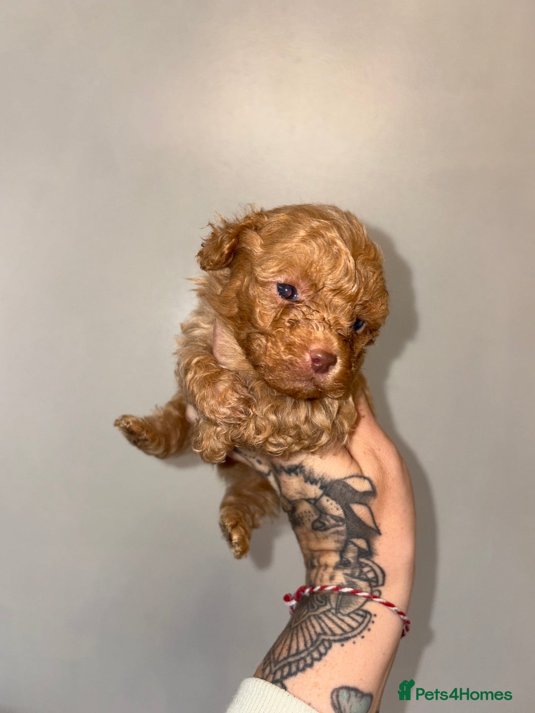 Shihpoo dogs for sale: Shihpoo - Image 2
