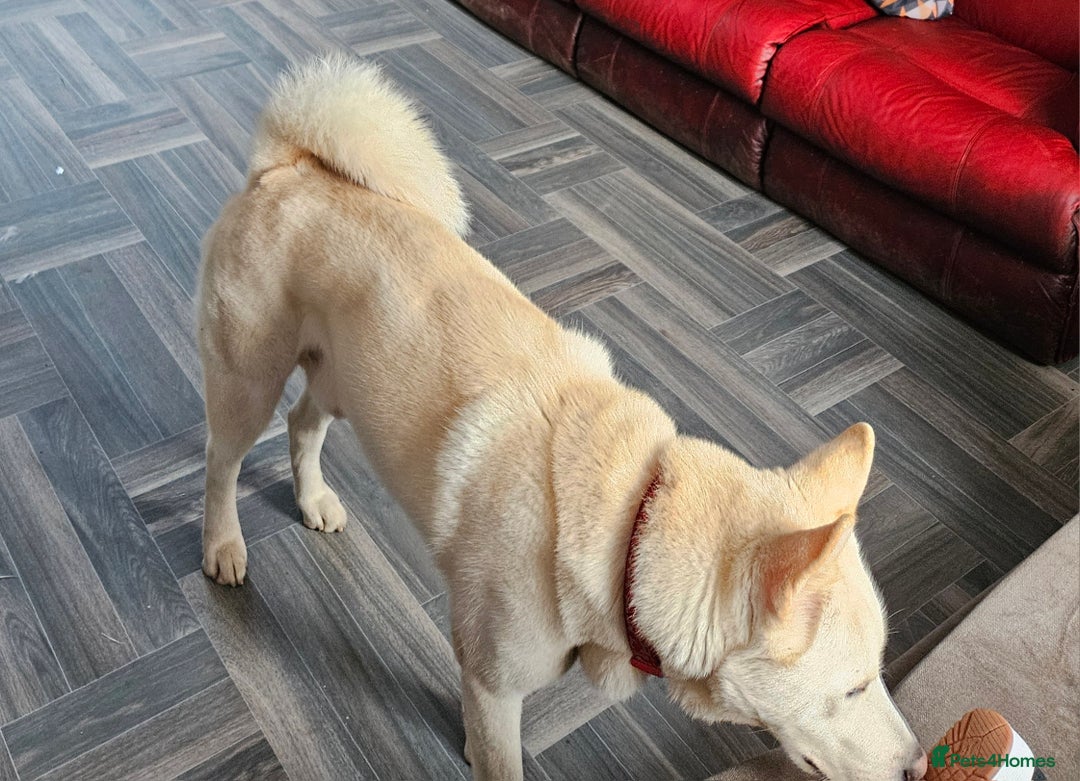 Huskita dogs for sale: 2year 3month male akita×husky looking for 5*home - Advert 3